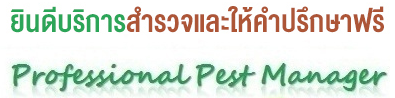 กำจัดปลวก บริษัท บั๊ก ซีเนียร์ จำกัด บริการกำจัดปลวก โทร.02-503-6529,065-889-1449,081-629-1449